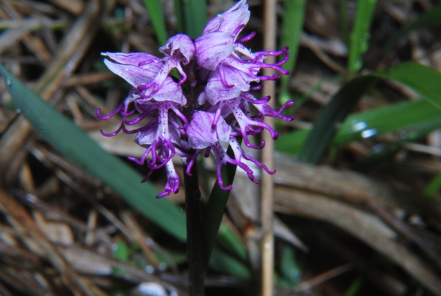 Orchis simia